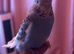 4 budgies looking for the forever home