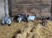 Pygmy Goat Wethers