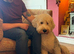 Lovely Old English Sheepdog