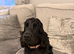 Show Type Cocker Spaniel
