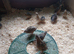 20 japanese hens