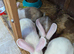 Flemish giants