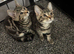 2 tabby kittens