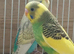 Young budgies
