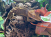 Breeding pair of crested geckos. Male Lilly white female capacino
