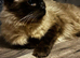 Ragdoll