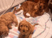 Quality Ruby F1 Cockapoo Puppies
