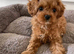 Cavapoo puppies