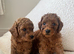 Absolutely adorable, Tiny Toy Poodles