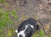 Border Collie puppies