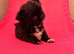 Kc long coat male