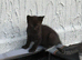 Beautiful kittens ready now
