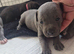 3 beautiful staff puppies