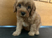 CAVAPOO PUPS F1 REDS PARANTS DNA TESTED