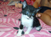 5 beautiful kittens for sale 4 girls 2 boys
