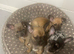 Beautiful chihuahua’s