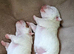 jack russell puppies two girls