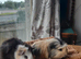 2 baby guineapigs