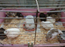 Japanese quail
