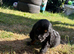 Cocker spaniel