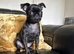 griffon puppy for sale