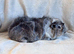 Silver Agouti Abyssinian Boar
