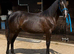 Stunning quality youngster
