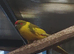Kakariki