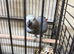 Tame male African grey