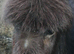 Miniature jack donkey