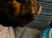 2 boar guinea pigs