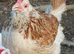 Two beautiful Salmon Faverolle Hens Rare Heritage Breed