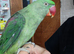 Alexandrine Parrot