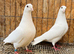 PURE WHITE ENGLISH GARDEN DOVES