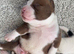 Thick pocket pups payment plans available