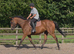 CALI THOROUGHBRED MARE