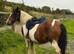 Zafir 14hh 8 year old cob mare