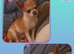 Small boy Chihuahua for sale.