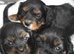 Health Tested Cavapoo Puppies