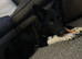 Border Collie X Kelpie
