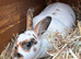 Mini Rex doe