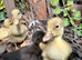 8 beautiful indian runner ducklings
