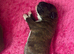 Stunning Kc Boxers Bobtails And Tails