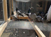 Racing pigeons