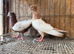 IRANIAN SINEH PIGEONS