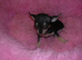 Small Full Breed Chihuahua male puppy fully vaccinated