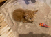 Kittens for sale