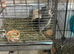 Male 12 months old