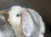 Mini lop litter. Ready 27th June