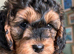 Stunning Cockapoo Puppies